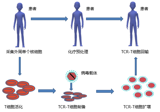 靶向HLA-A2/NY-ESO-1的TCR-T细胞治疗产品